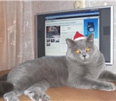 Изображение в Домашние животные Услуги для животных Очаровательный голубой с серебром кот скоттиш в Заволжье 1 000
