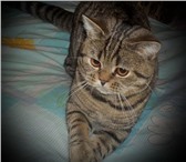 Фотография в Домашние животные Вязка Молодой, интеллегентный, клубный котик породы в Саров 1 000