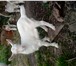 Фото в Домашние животные Другие животные Продам козлят рождённых 10 апреля (2 козочки в Рязани 3 000