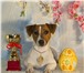Фото в Домашние животные Вязка собак Питомник «Халиф» предлагает для вязки шикарного в Москве 7 000