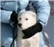 Foto в Домашние животные Отдам даром Чудесный белый пес ищет самого лучшего хозяина. в Новосибирске 0