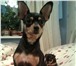 Foto в Домашние животные Потерянные потерялась собака той-терьер девочка, окрас в Нижнем Тагиле 0