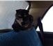 Изображение в Домашние животные Услуги для животных Молодая кошечка ищет шотландского прямоухого в Нерюнгри 0
