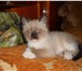 Продается сиамский котенок 1985803 Сиамская фото в Омске