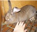 Изображение в Домашние животные Грызуны Продаются крольчата мясного направления. в Челябинске 300