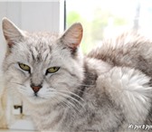 Фотография в Домашние животные Отдам даром Перед Вами наишикарнейшая красавица кошка, в Таганроге 0
