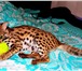 Из питомника котята азиатской леопардовой кошки, 2473291 Экзотическая короткошерстная фото в Санкт-Петербурге