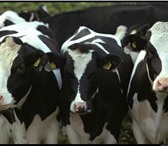Изображение в Домашние животные Другие животные Оптом продаем бычков, коров, нетелей, телок, в Перми 120