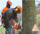 Foto в Прочее,  разное Разное Спил деревьев от альпинистов!Вывоз веток, в Ростове-на-Дону 0