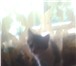 Изображение в Домашние животные Отдам даром остались кошечка и котик 1,5месяца,веселые в Домодедово 10