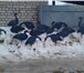 Фотография в Хобби и увлечения Охота Профиля гусей, в стаях по 15 штук: 6 кормящихся, в Казани 1 500