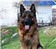 Продаются щенки немецкой овчарки 20.02.1
