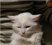 Белого кота в добрые руки,  Очень красивый, ласковый молодой (около четырех лет) кот,  Окрас полнос 68990  фото в Москве