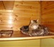 Foto в Домашние животные Услуги для животных Передержка кошек на время Вашего отпуска, в Москве 400