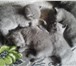 Продаются котята 3538332 Британская короткошерстная фото в Ступино