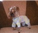 Foto в Домашние животные Товары для животных Шью   вяжу оригинальные вещи на собачек мелких в Дубна 500