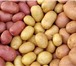 Foto в Прочее,  разное Разное Виды картофеля:«Ариэль» «Беллароза», «Ривтера», в Москве 0