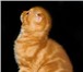 Продаются шотландские вислоухие плюшевые котятки,   В нашем питомнике Golden Favorite ожидают свои 68806  фото в Москве