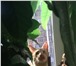 Foto в Домашние животные Потерянные Потерялся кот в г.Мытищи,  в районе 10 школы, в Мытищах 0