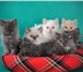 Питомник Divine Beauty предлагает высокопородных котят селкирк-рекс (кошка–овечка) немецких и амери 69030  фото в Тюмени