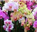 Фотография в Домашние животные Растения Продаю Орхидеи  Фаленопсис:Отцветш ие  700руб в Саратове 950