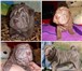 Продаю эксклюзивных плюшевых щеночков шарпея 168354  фото в Костроме