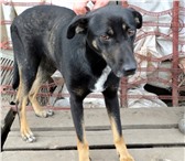 Фото в Прочее,  разное Разное Собака Даша ищет любящую семью. Здорова. в Саратове 0