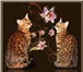 Бенгальские котята в Ярославле, Питомник Бенгальских кошек LeoFleur предлагает бенгальских котят л 69184  фото в Череповецке