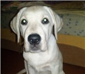 Фотография в Домашние животные Вязка собак у нас мальчик,7 месяцев: здоров,привит. в Омске 1 000