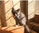 Изображение в Домашние животные Отдам даром Добрые котята ,любят по играться ,приученные в Тамбове 0