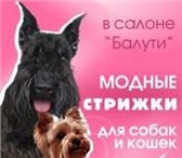 Фотография в Домашние животные Стрижка собак Предлагаю уход за домашними животными у Вас в Москве 1 200