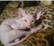 Foto в Домашние животные Другие животные Продаются котята-загадочные Египтянки-инопланетянки. в Санкт-Петербурге 8 000