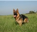 Сука 8 мес, 1262725 Немецкая овчарка фото в Краснодаре