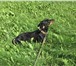 Фотография в Домашние животные Вязка собак Зовут Тоби. Ему 6 лет. Чепрачного цвета. в Тюмени 100