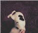 Продам щенков Китайской голой хохлатой собаки  (пуховки) 4349252 Китайская хохлатая собака фото в Архангельске