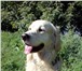 Изображение в Домашние животные Услуги для животных Предлагается передержка для некрупной собаки в Москве 300