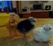 Foto в Домашние животные Птички Продаются суточные цыплята пород: доминант в Москве 100