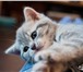 Продается котенок Шотландский  (девочка) 2689173 Скоттиш страйт фото в Омске