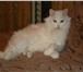 Foto в Домашние животные Вязка Срочно нужен любой домашний кот для вязки в Санкт-Петербурге 1