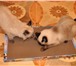Foto в Домашние животные Товары для животных 7 причин купить когтеточку-лежанку сегодня! в Петрозаводске 300