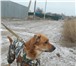 Foto в Домашние животные Вязка собак Молодой кобелёк 2,5 года ищет собачку (девочку) в Астрахани 0
