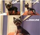 Скачать бесплатно фото Услуги для животных Стрижка собак и кошек на дому, профессиональный груминг 3995090 в Москве Изображение в Домашние животные Услуги для животных Всем доброго дня! Предлагаем услуги по стрижке в Москве 1 200