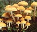 Изображение в Домашние животные Растения Опята – прекрасные съедобные грибы, хотя в Мурманске 1 850