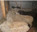 Изображение в Домашние животные Другие животные Частная ферма предлагает баранчиков живым в Москве 160