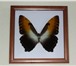 Фото в Мебель и интерьер Другие предметы интерьера Бабочки в рамке купить, засушенные бабочки в Москве 800