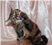 Фото в Домашние животные Вязка Молодой,крупный,красивый шотландский кот в Солнечногорск-2 2 500