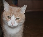 Изображение в Домашние животные Отдам даром Отдам кота в добрые рукиОчень ласковый кот, в Гатчина 0