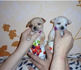 Продам чихуа - хуа 1752580 Чихуахуа фото в Комсомольск-на-Амуре