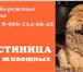 Изображение в Домашние животные Услуги для животных Зооогостиница "Голд Империал" принимает кошек в Набережных Челнах 200
