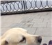 Изображение в Домашние животные Вязка собак Лабрадор зрелый Мужик 4,5 года привитый предлагает в Астрахани 0